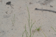 Polygonella articulata
