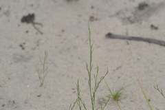 Polygonella articulata