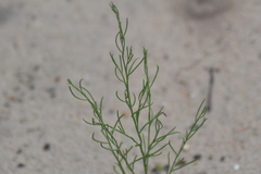 Polygonella articulata