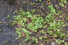 Potamogeton gramineus