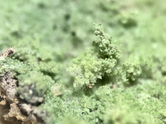 Botryolepraria lesdainii