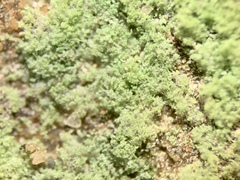 Botryolepraria lesdainii