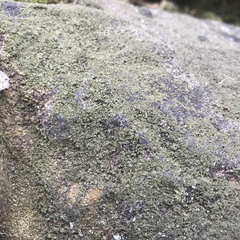 Lendemeriella reptans