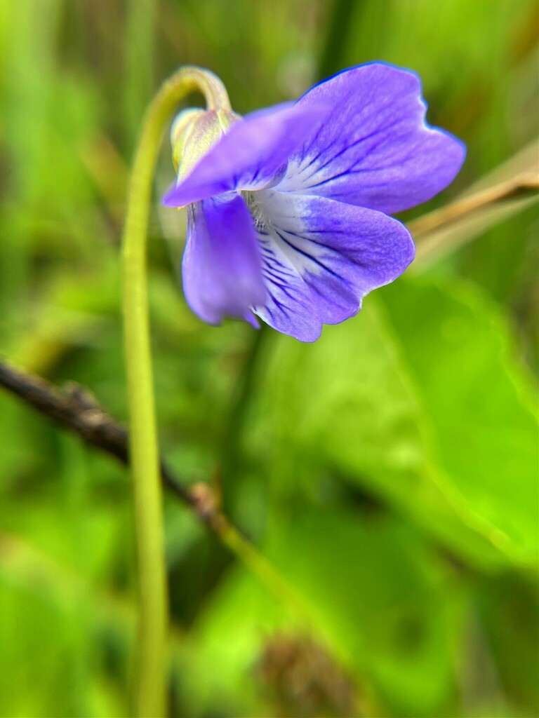 Alaska and Howell's violets
