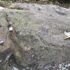 Lendemeriella reptans
