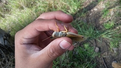 Schistocerca piceifrons