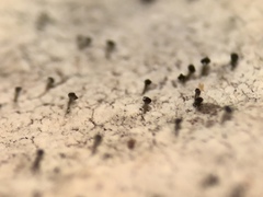 Chaenothecopsis pusilla
