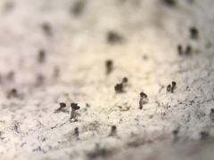 Chaenothecopsis pusilla