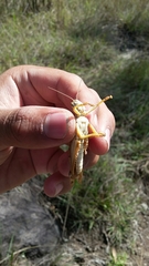 Schistocerca piceifrons