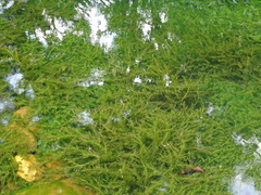 Hydrocharitaceae
