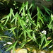 Sagittaria trifolia - Photo (c) 葉子,  זכויות יוצרים חלקיות (CC BY-NC-ND), uploaded by 葉子