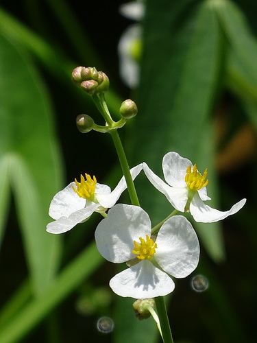 Sagittaria trifolia L.