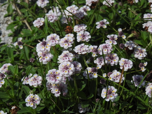 Phyla nodiflora