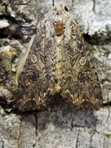 Nutmeg Moth photo 4