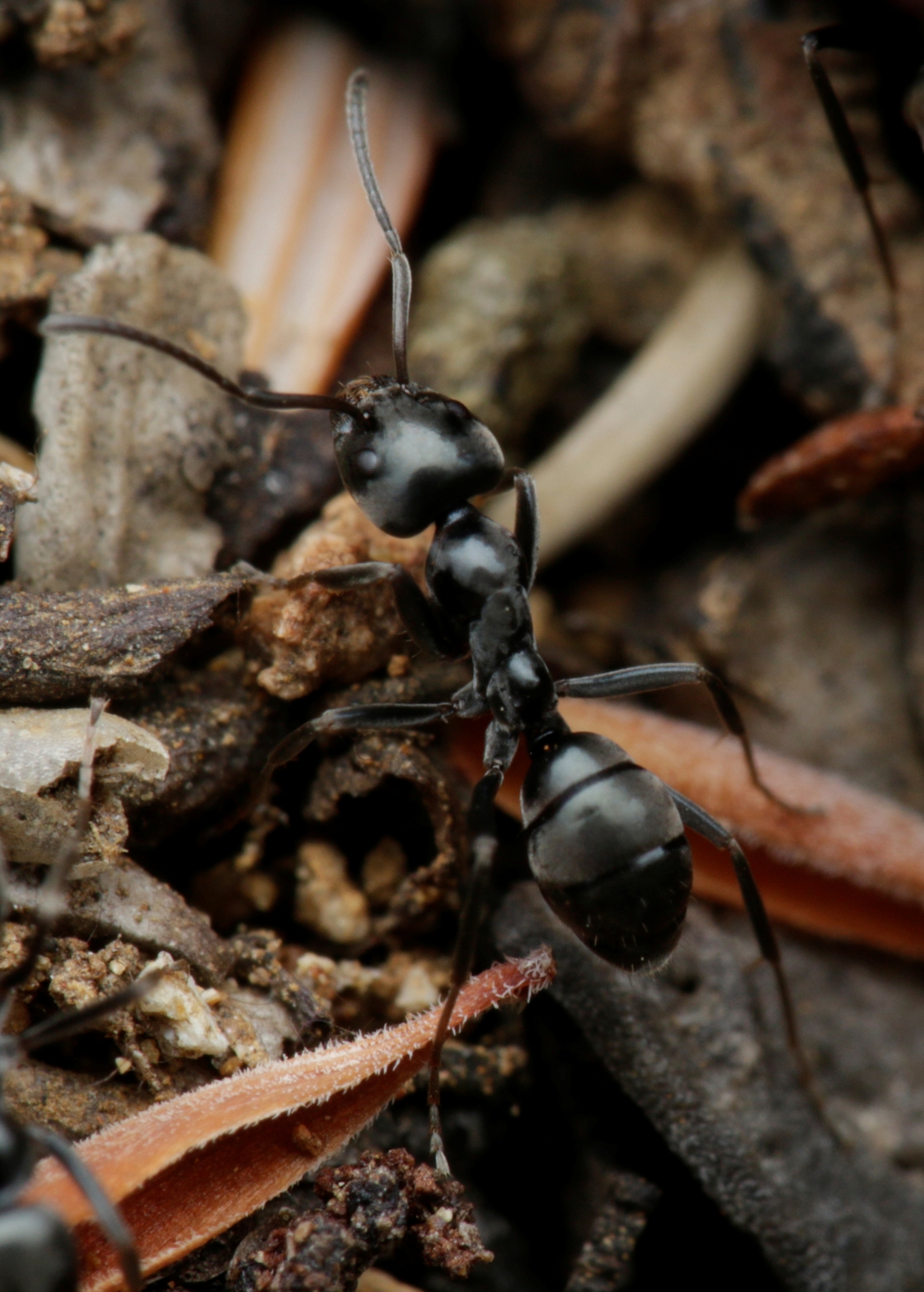 Iridomyrmex alpinus