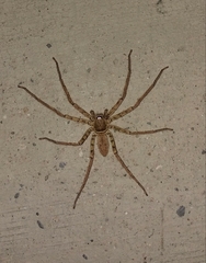 Heteropoda venatoria