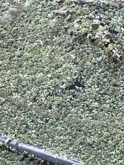 Ricciocarpos