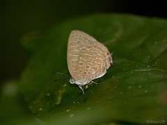Arhopala