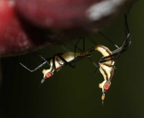 Telostylinus lineolatus