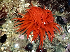Anemonia alicemartinae