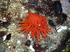 Anemonia alicemartinae