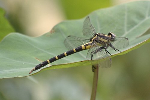 Sieboldius nigricolor