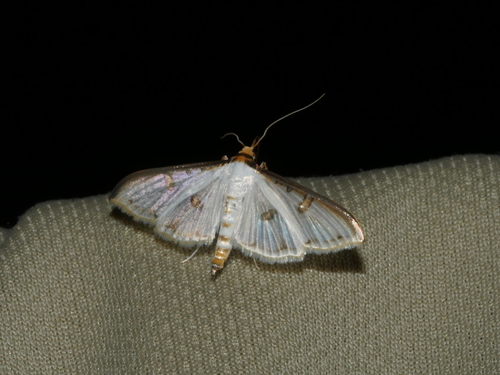 Palpita metallata