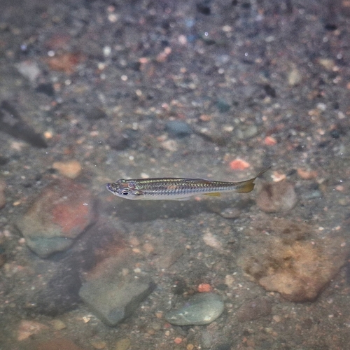 Blackline rasbora (Rasbora daniconius) — Cyprinidae — 5