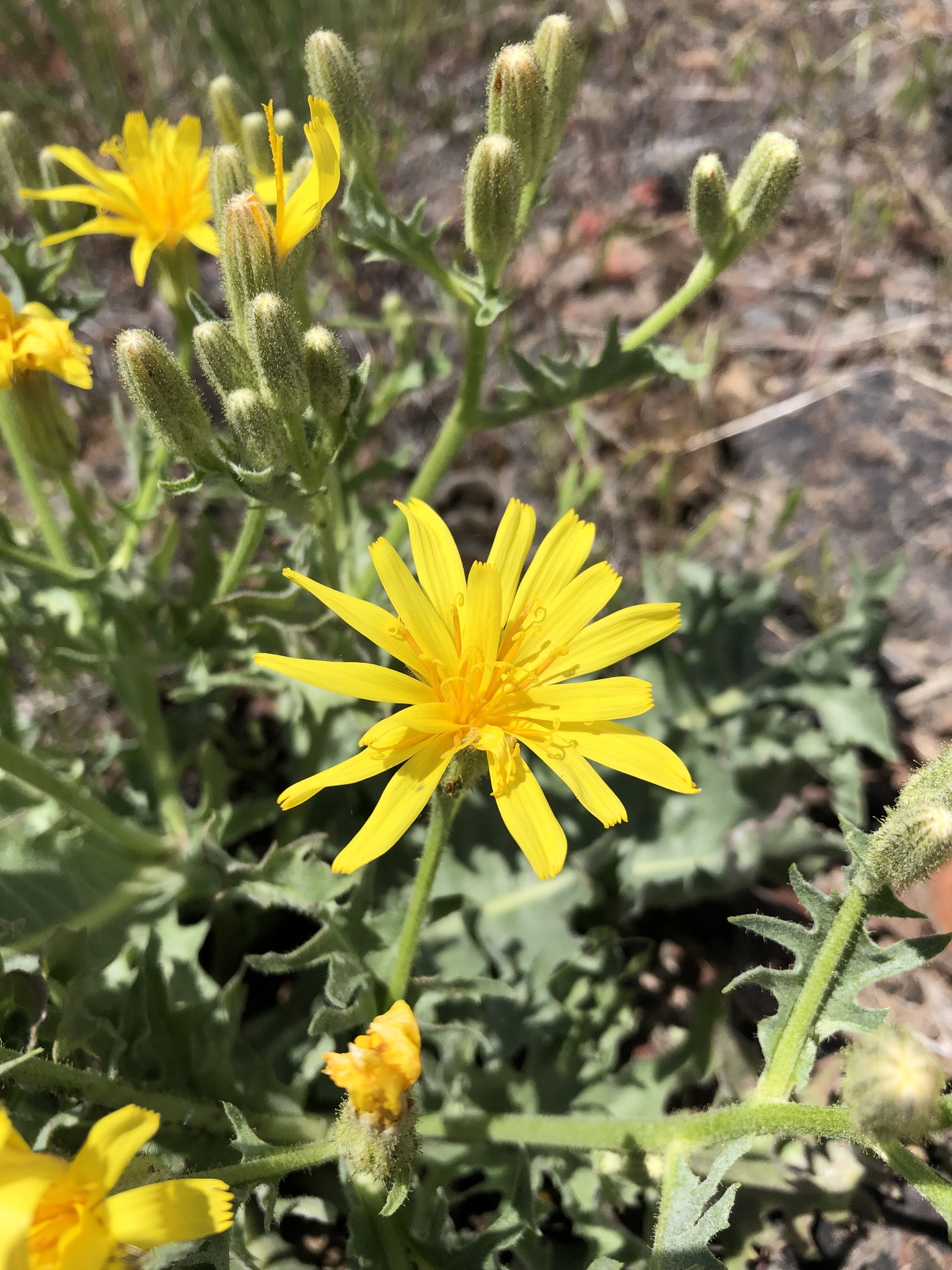 Crepis bakeri
