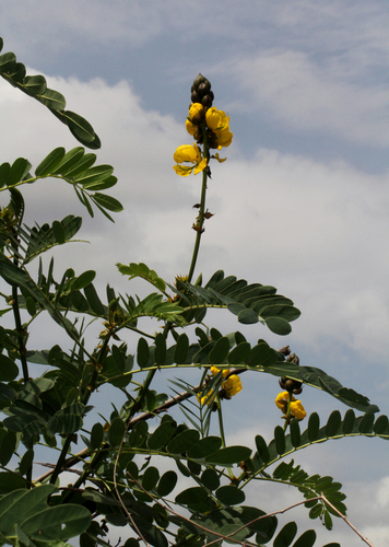 Peanut-Butter Cassia