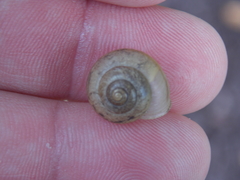 Bradybaena similaris image