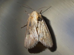 Spodoptera albula