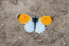 Anthocharis bambusarum