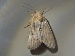 Spodoptera albula