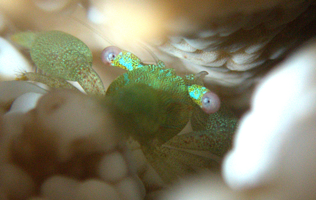 Coralliocaris viridis