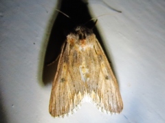Spodoptera albula