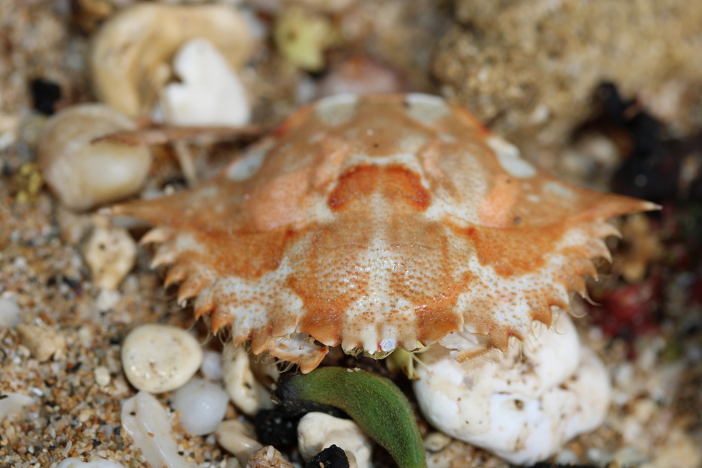 Portunus convexus