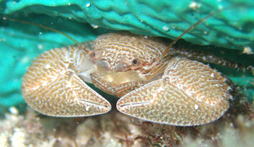 Petrolisthes bispinosus