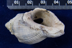 Stramonita canaliculata