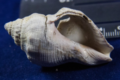 Stramonita canaliculata