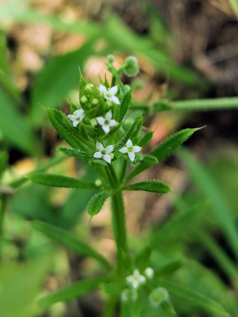 False Cleavers from Mississauga, ON, Canada on June 13, 2023 at 1145