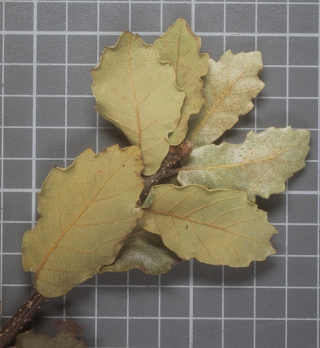 Quercus praeco