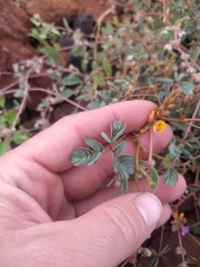 Hoffmannseggia peninsularis