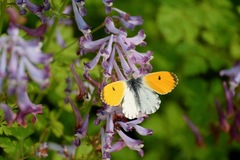 Anthocharis bambusarum