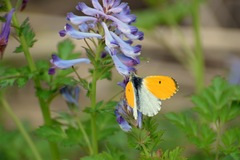 Anthocharis bambusarum