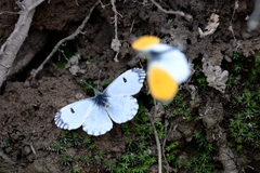 Anthocharis bambusarum