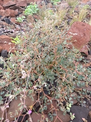 Hoffmannseggia peninsularis