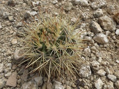 Melocactus macracanthos