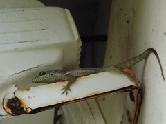 Anolis roquet