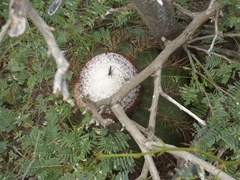 Melocactus macracanthos